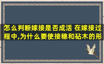 怎么判断嫁接是否成活 在嫁接过程中,为什么要使接穗和砧木的形成层位紧密结合